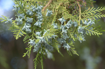 Close up of white cedar flowering branches