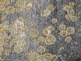 Old decaying cement wall with yellow mold - texture