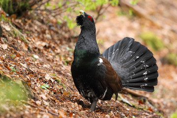 Fototapeta premium Capercaillie - display for mating ritual