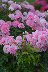 Obraz premium pink roses as a background