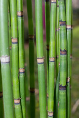 Long equisetum stalk. Green wallpaper with bamboo