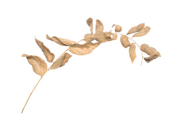 Leaves Phyllanthus acidus yellow died dry leaf on a white background