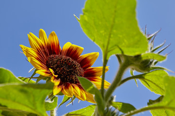 Rotbraune Sonnenblume vor blauem Himmel in Makro Nahaufnahme