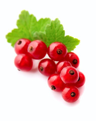 Red currant closeup.