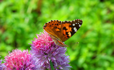 An orange, white and black colored painted lady butterfly on a magenta chives flower head with a green background