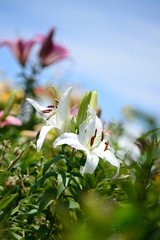 Fototapete bei efototapeten.de bestellen   