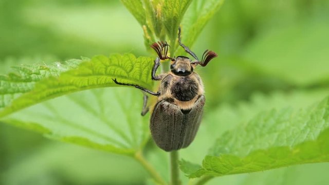 The Maybug sits on the stalk of the nettle. ockchafer