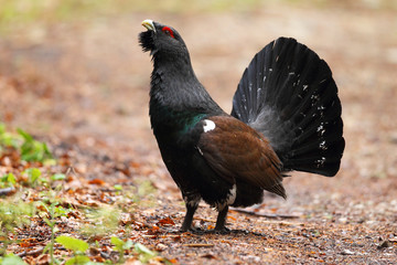 Capercaillie - Mating ritual - dispaly