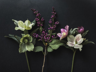 Close up of three flower stems on black background