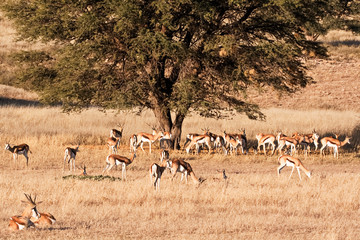 Springbok herd grazing peacefully in the open  plain and shade of an Acacia tree