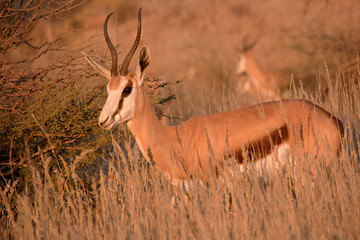 Springbok ewe illuminated by the last rays of the setting sun. 