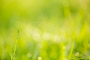 Obraz premium Grass and drops