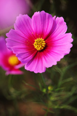 Obraz premium コスモス