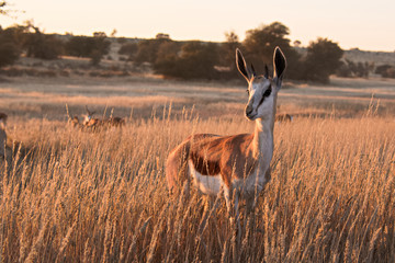 Young Springbok being ever alert to the threat of predators
