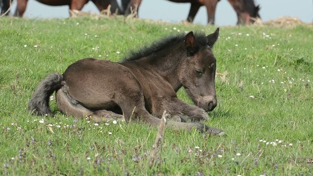 Sleepy foal lying on grass