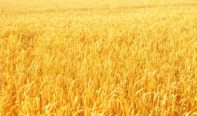 Weizenfeld in der Abendsonne