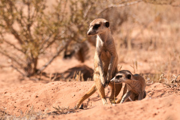 Meerkat mother and pup staring intently at the source of movement nearby.