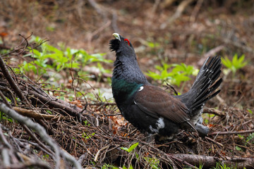 Capercaillie - male display