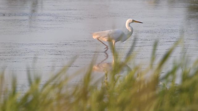 Great egret (Ardea alba), also known as the common egret, large egret or (in the Old World) great white heron.