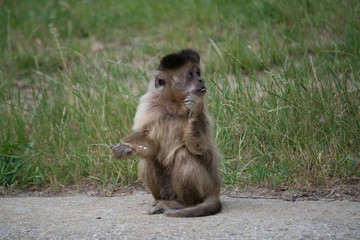 Monkey's eating sunflower seeds