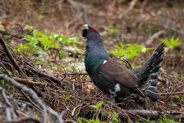 Capercaillie - Mating ritual