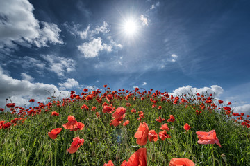 Mohnfeld, blauer Himme und Sonne auf der Insel Rügen