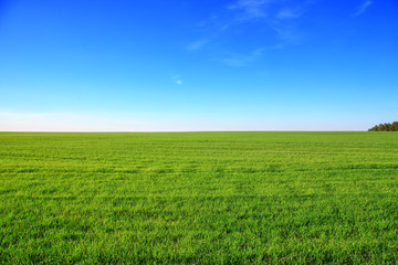 Naklejka premium Landscape with green field and blue sky in summer