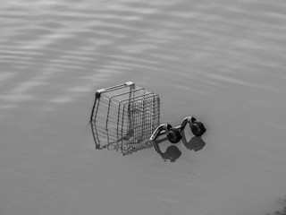 Shopping cart in a river