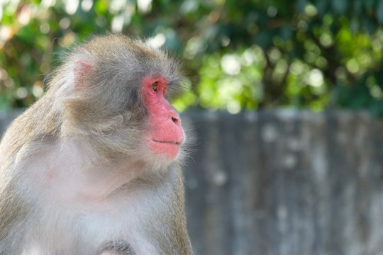 Portrait Rotgesichtsmakake (Macaca fuscata)