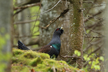 Capercaillie - Mating ritual
