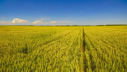 Beautiful panorama with wheat fields on summer day © czamfir