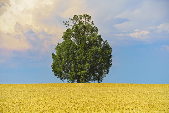 Tree In The Middle Of An Oat Field