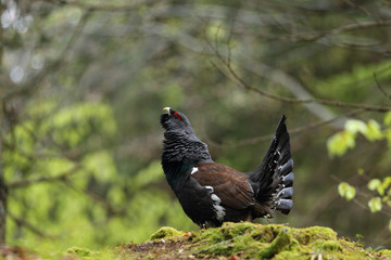 Capercaillie - male display