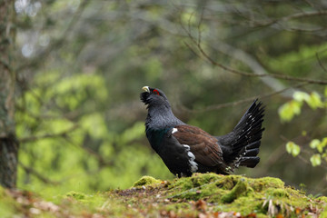 Capercaillie - Mating ritual