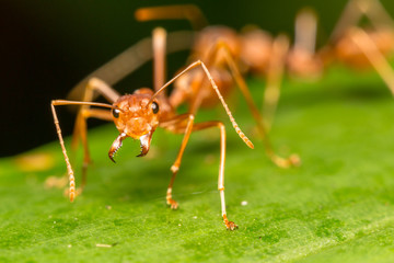 Orange ant close up in the nature