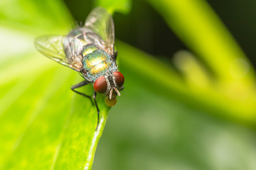 Fly insect close up in the nature