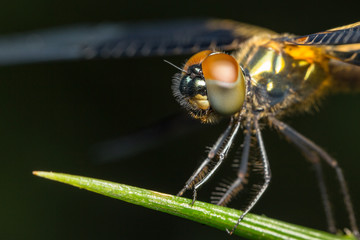 Dragonfly insect close up in the nature