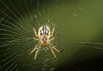 Spaltenkreuzspinne - Nuctenea umbratica, Natur
