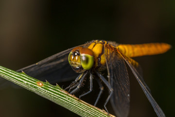 Dragonfly insect close up in the nature