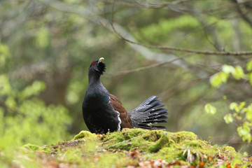 Capercaillie - display for mating ritual