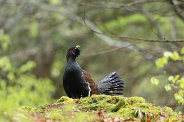 Capercaillie - Mating ritual