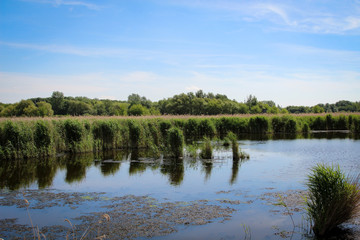 Natürlicher Teich mit Schilf 
