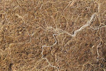 Roots tangle as clusters.Perspective view.