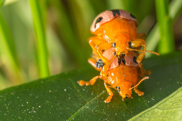 Ladybug insect during breeding