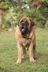 Portrait of a Mastiff Dog
