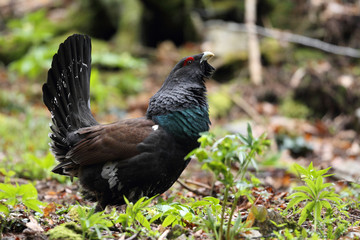Capercaillie - Mating ritual