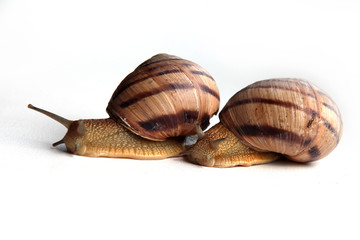 виноградные улитки