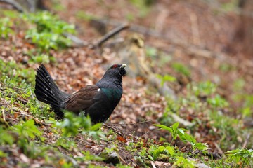 Capercaillie - Mating ritual