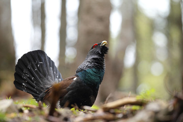 western capercaiilie - mating display