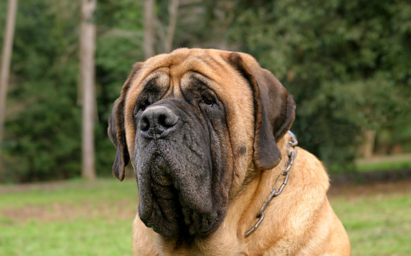 Portrait of a Mastiff Dog